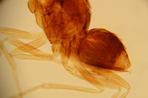 antoniae Htype 15.jpg