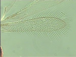 antoniae Htype 2.jpg