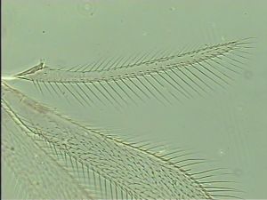 antoniae Htype 3.jpg