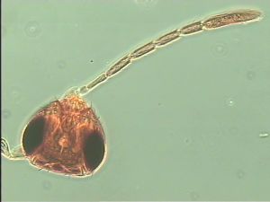 antoniae Htype 4.jpg