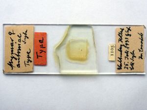 antoniae Htype s.JPG