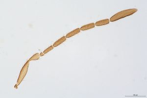 auripes Ltype 0-1.jpg