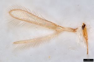 auripes Ltype 0-2 HDR.jpg