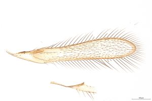 auripes Ltype 0-2-1.jpg