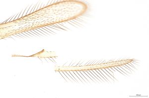 auripes Ltype 0-3.jpg