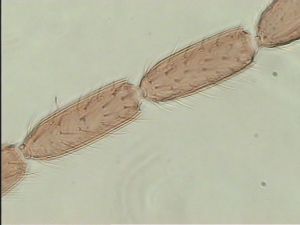 auripes Ltype 10.jpg