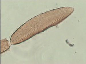 auripes Ltype 11.jpg