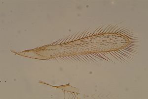 auripes Ltype 13.jpg