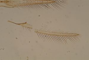 auripes Ltype 14.jpg