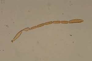 auripes Ltype 15.jpg