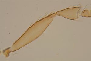 auripes Ltype 16.jpg