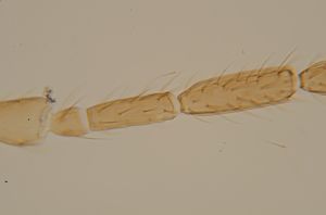 auripes Ltype 17.jpg