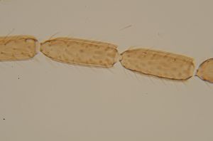 auripes Ltype 18.jpg