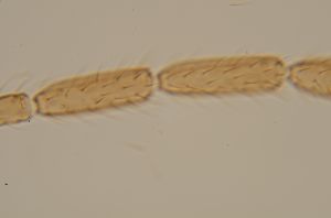 auripes Ltype 21.jpg