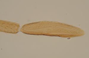 auripes Ltype 22.jpg