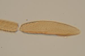 auripes Ltype 24.jpg