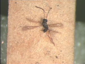 auripes Ltype before remounting 12.jpg