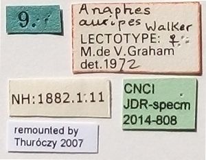 auripes Walker Ltype L.jpg