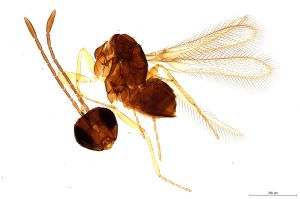 ciliatus  Soyka Htype 0.jpg