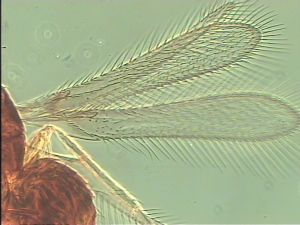 ciliatus Htype 1.jpg