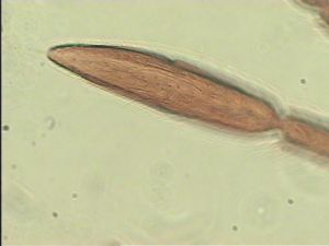 ciliatus Htype 10.jpg