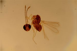 ciliatus Htype 12.jpg