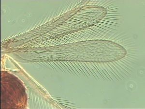 ciliatus Htype 2.jpg