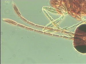 ciliatus Htype 4.jpg