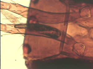 ciliatus Htype 5.jpg