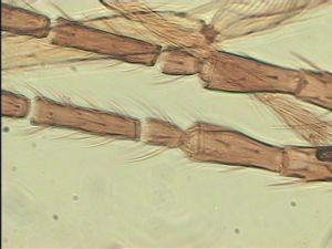 ciliatus Htype 6.jpg