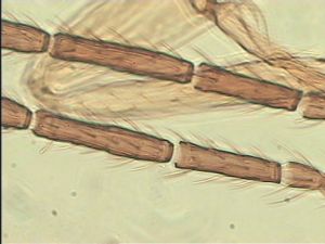 ciliatus Htype 7.jpg