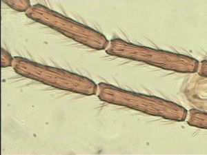 ciliatus Htype 8.jpg