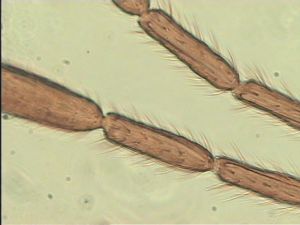 ciliatus Htype 9.jpg