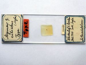 ciliatus Htype s.JPG