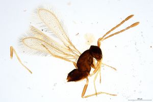 elegans  Soyka Htype 0.jpg