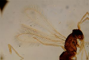 elegans Htype 10.jpg