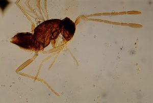 elegans Htype 12.jpg