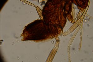 elegans Htype 13.jpg