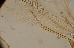 elegans Htype 14.jpg