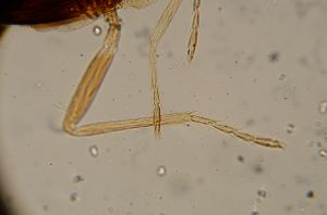 elegans Htype 15.jpg