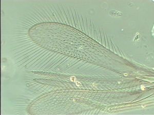 elegans Htype 4.jpg