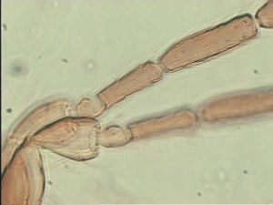 elegans Htype 7.jpg