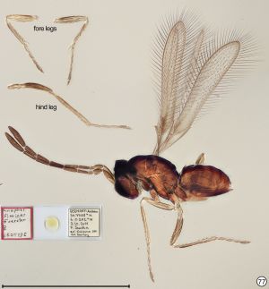 flavipes Föerster Neotype.jpg