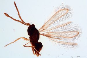 lemae Bakkendorf Htype 0.jpg