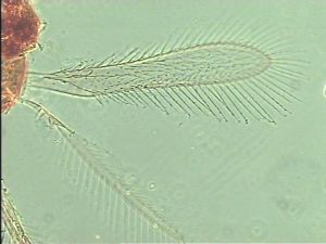 longispinosus Htype 1.jpg