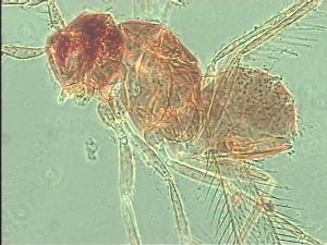 longispinosus Htype 10.jpg