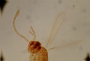 longispinosus Htype 12.jpg