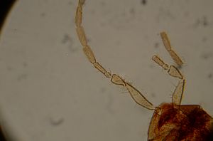 longispinosus Htype 13.jpg