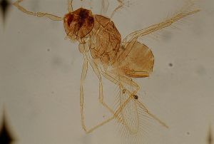 longispinosus Htype 14.jpg
