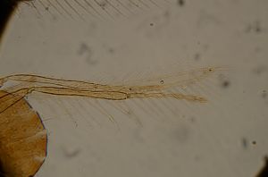 longispinosus Htype 15.jpg
